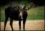 mr. moose